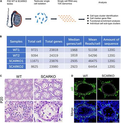 Single-Cell RNA Sequencing Defines the Regulation of Spermatogenesis by Sertoli-Cell Androgen Signaling